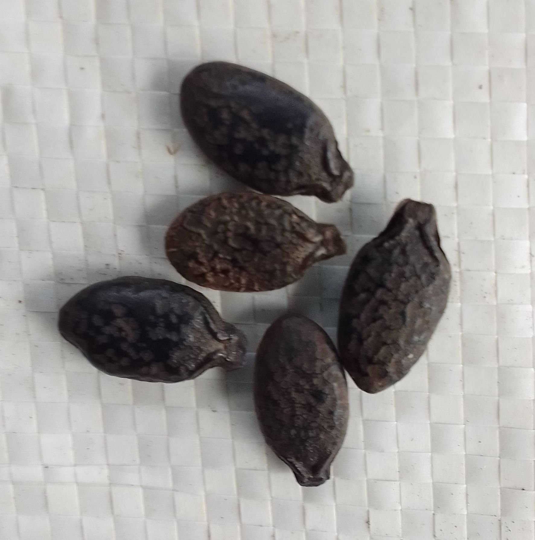 Ridge Gourd Seeds