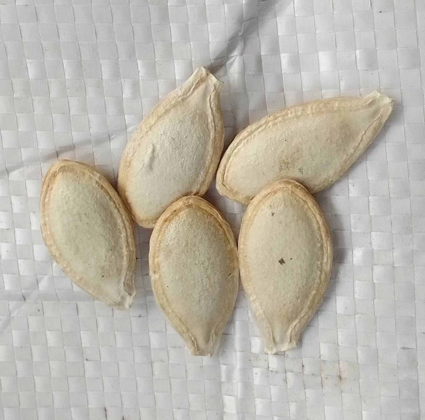 Pumpkin Seeds