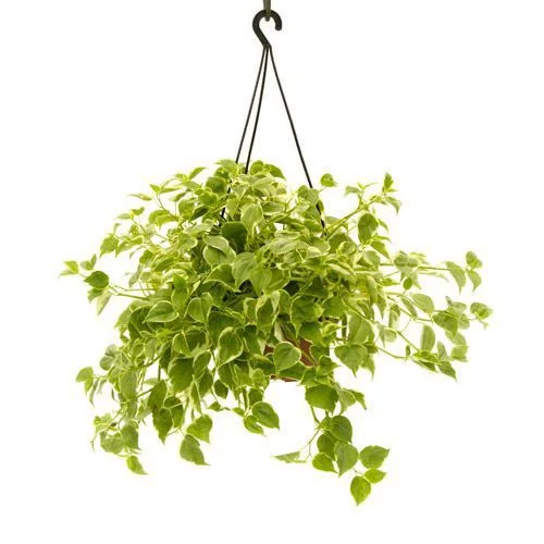 Pemperômia Variegata 