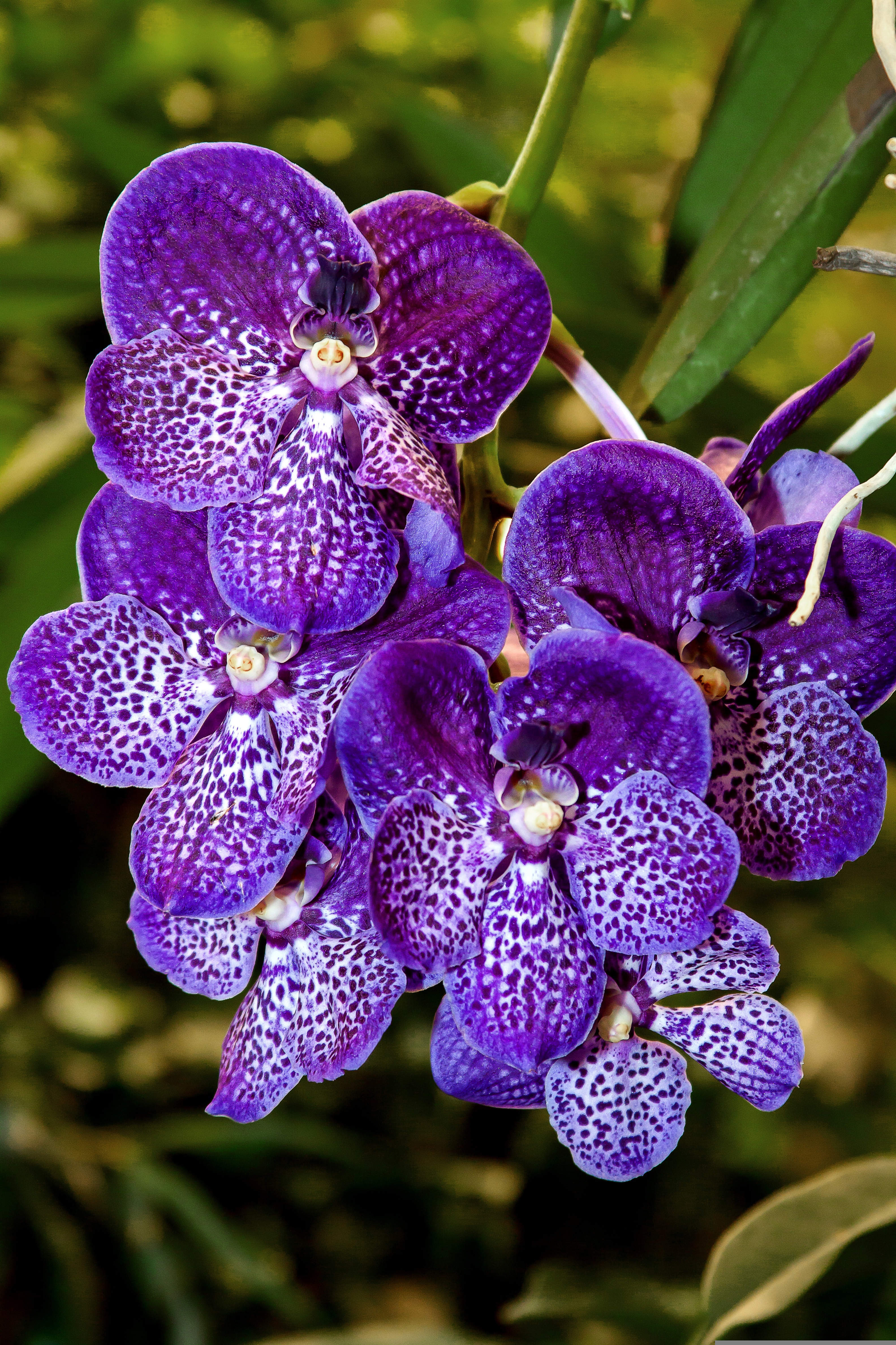 Vanda