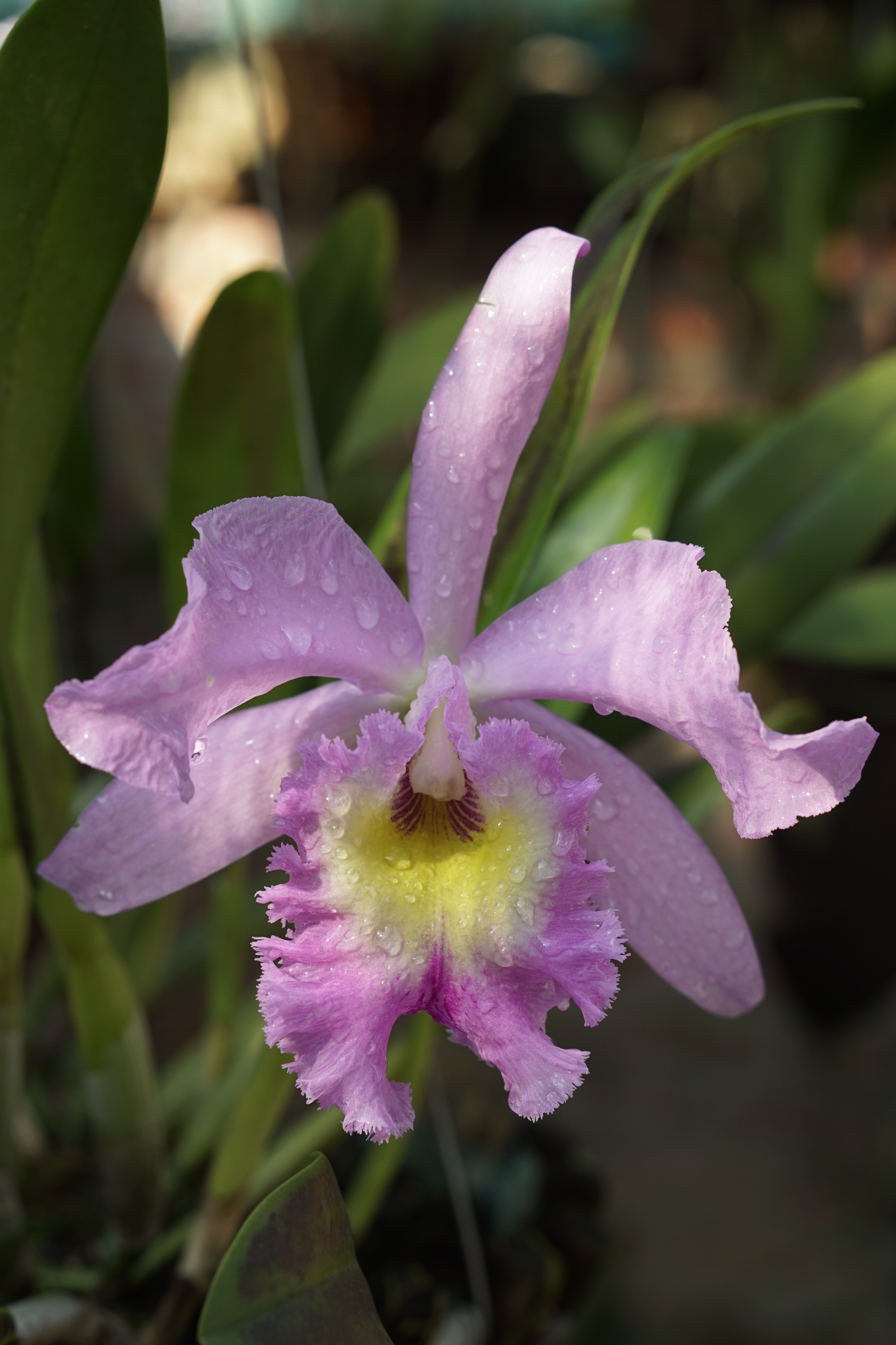Cattleya