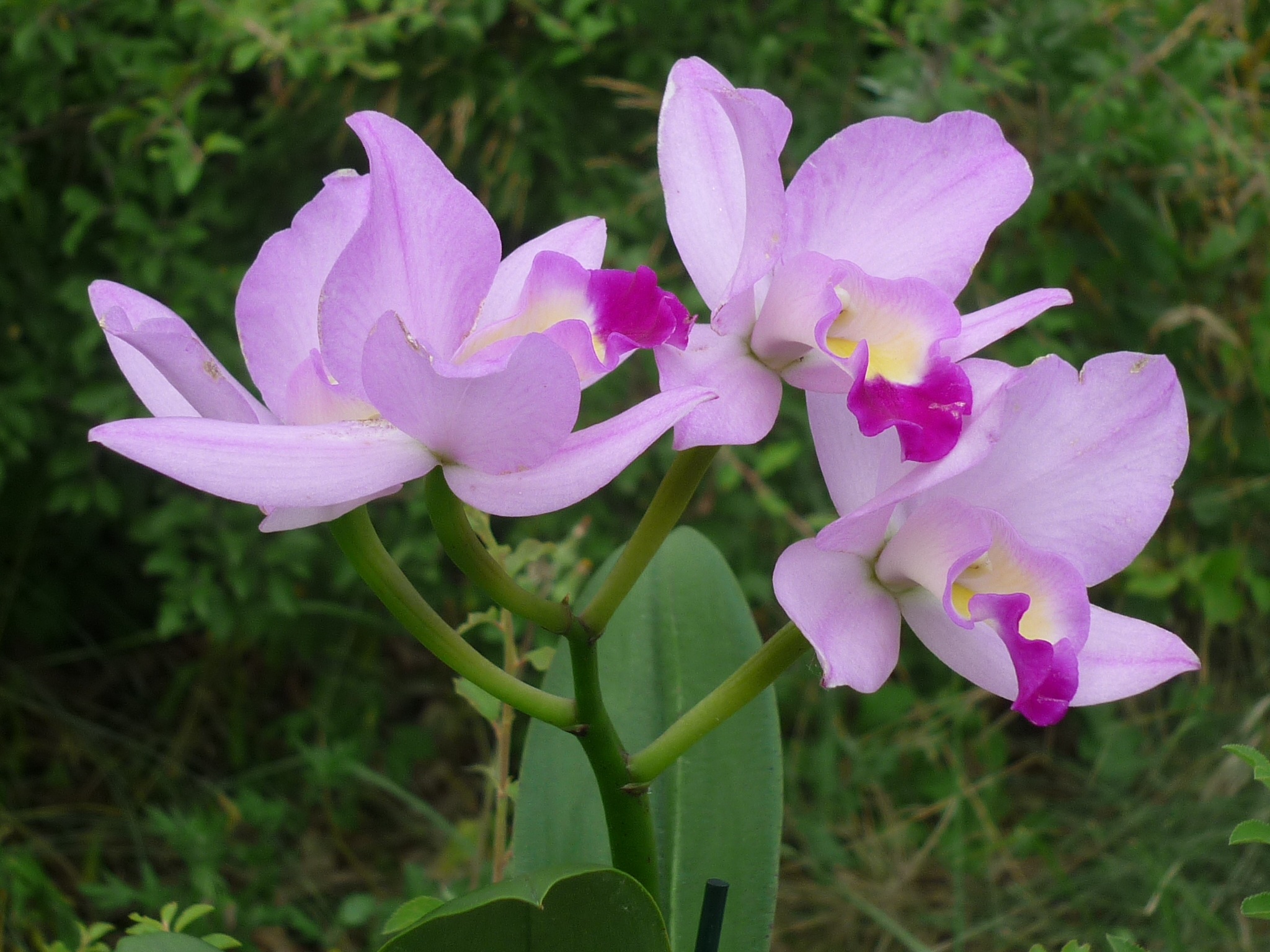 Cattleya