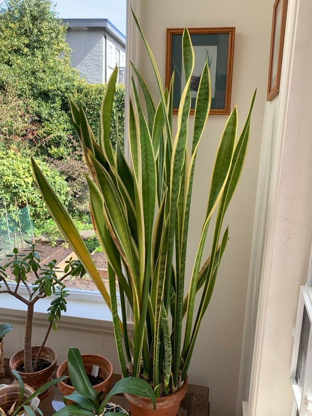 Espada de são jorge