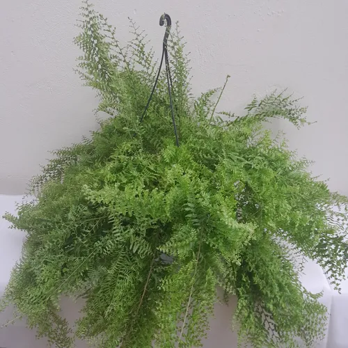 Samambaia cabelo de anjo