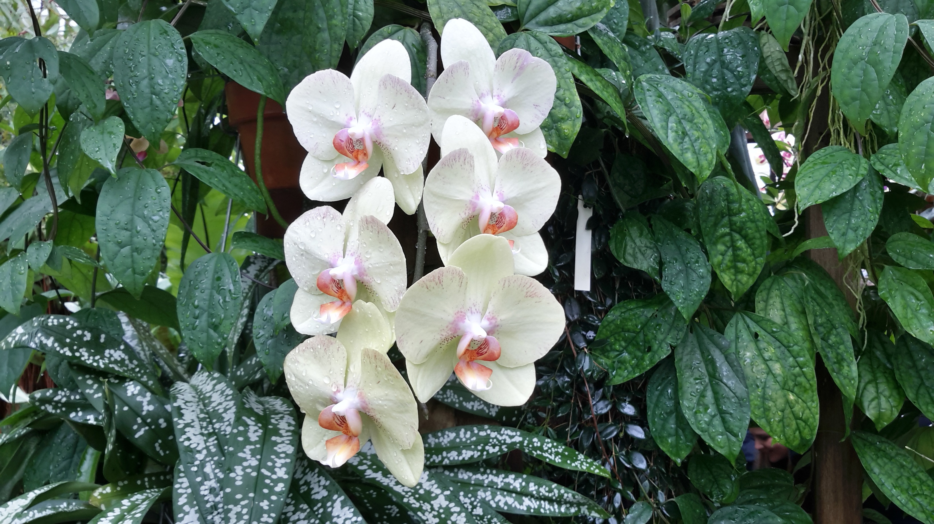 Phalaenopsis