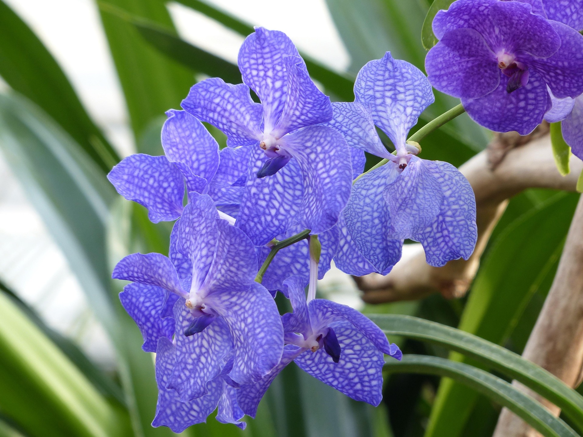Vanda