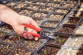 Tijeras de podar corona 4930 Recta