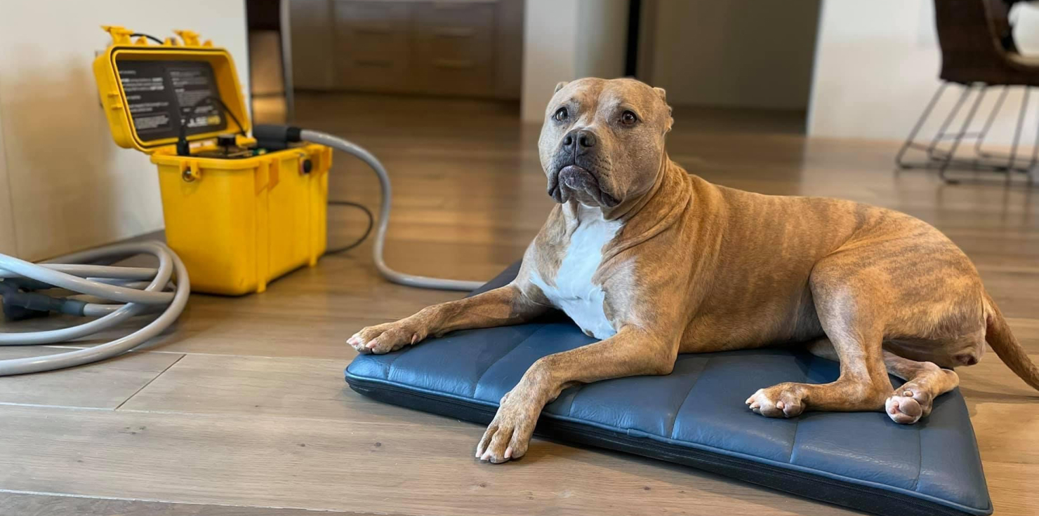 Book Your  Session DOG