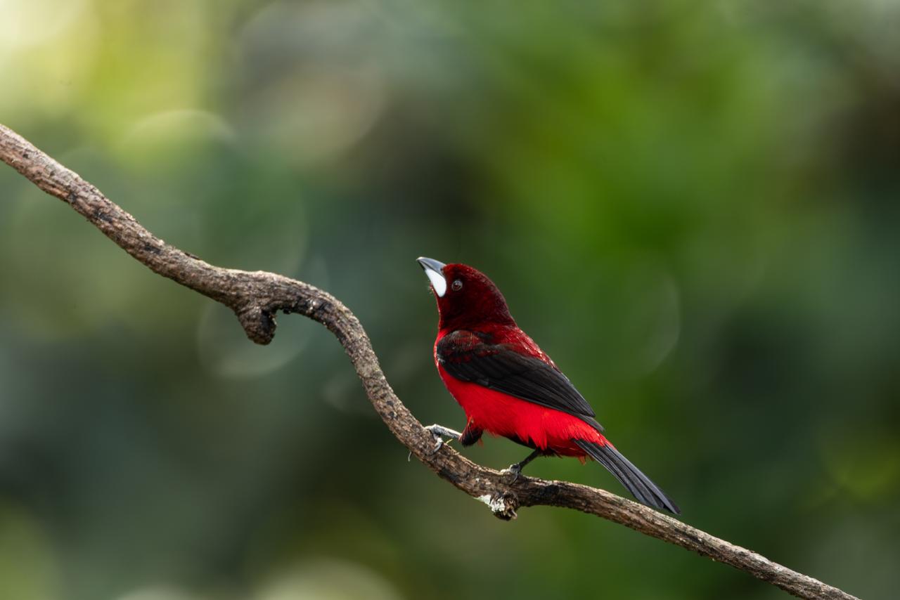 Silver-billed toucanet / Ramphocelus carbo