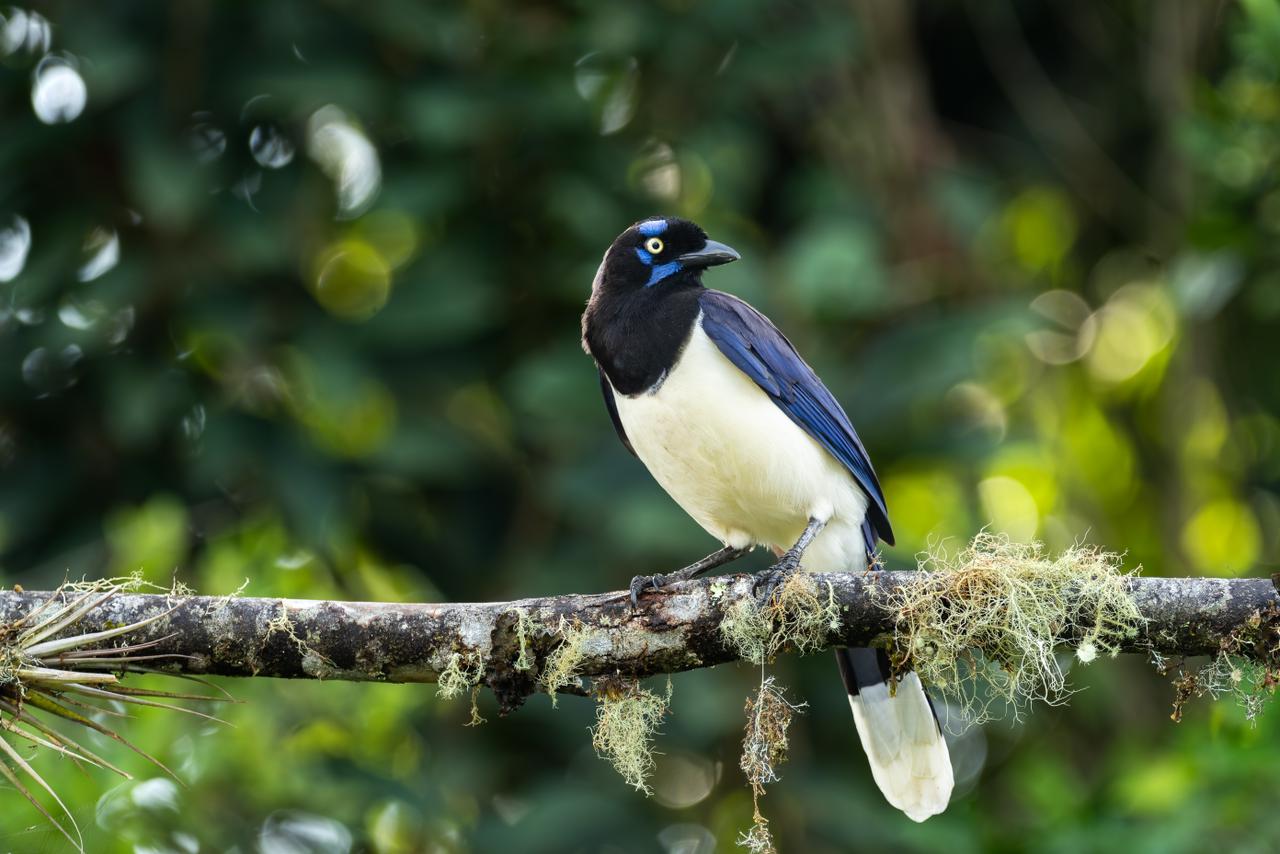 Chara Pechinegra (Cyanocorax affinis)