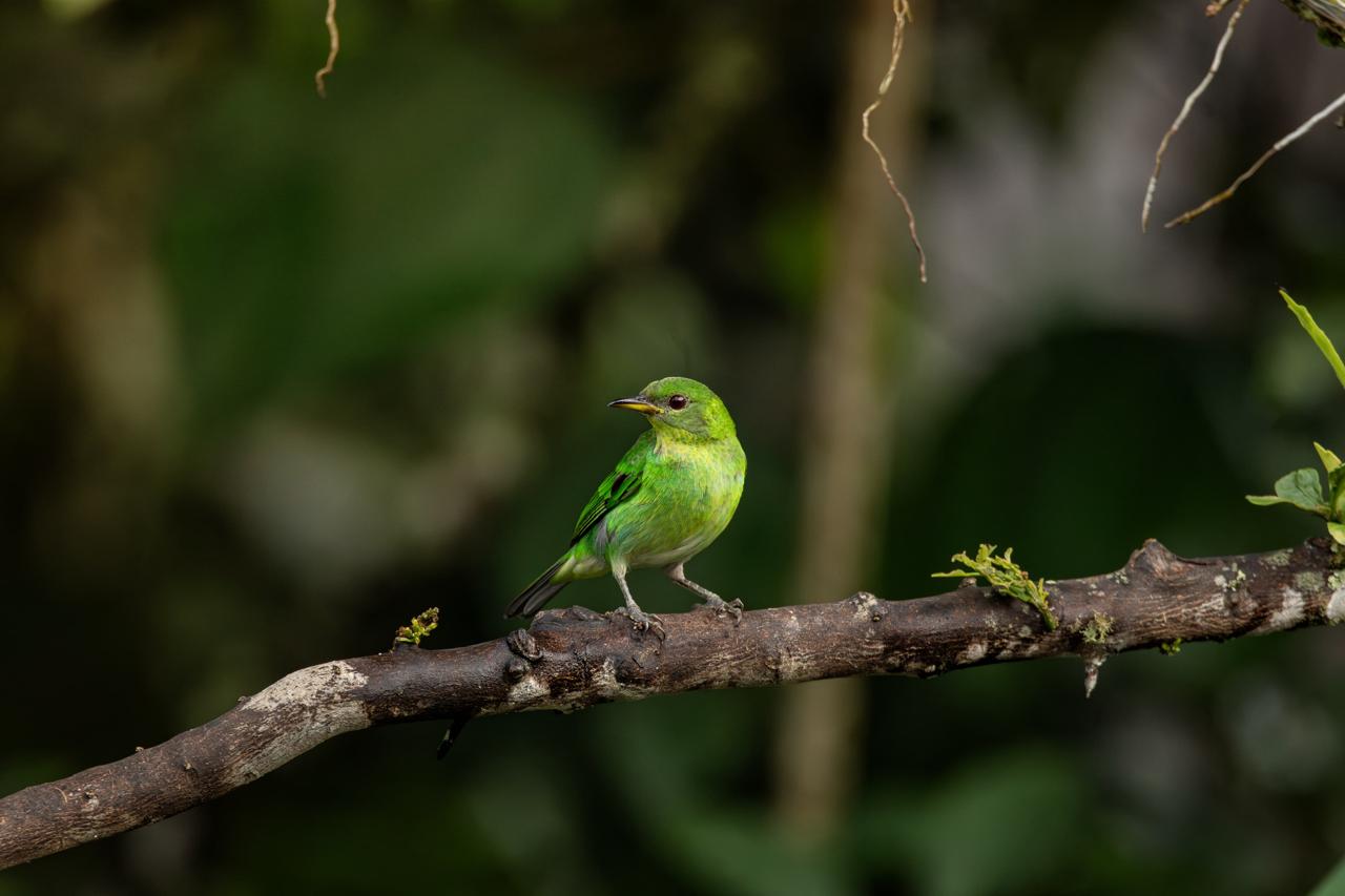 Emerald tanager / Tangara florida