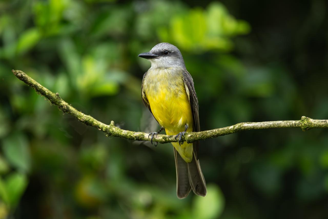Common tanager / Pitangus sulphuratus