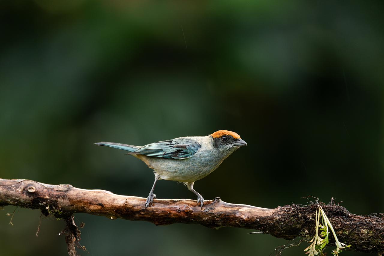 Crested Tanager / Stilpnia heinei 