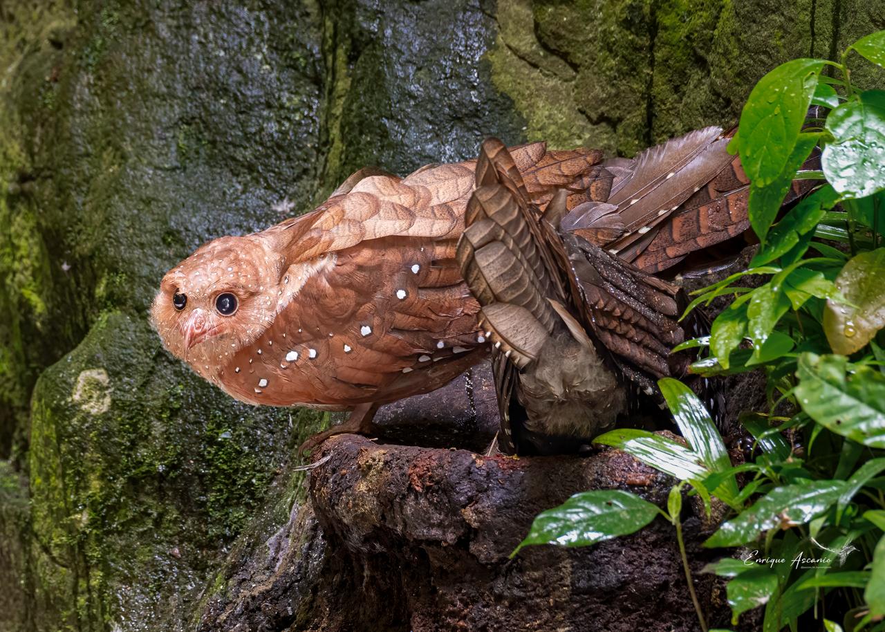 Guácharo (Steatornis caripensis)