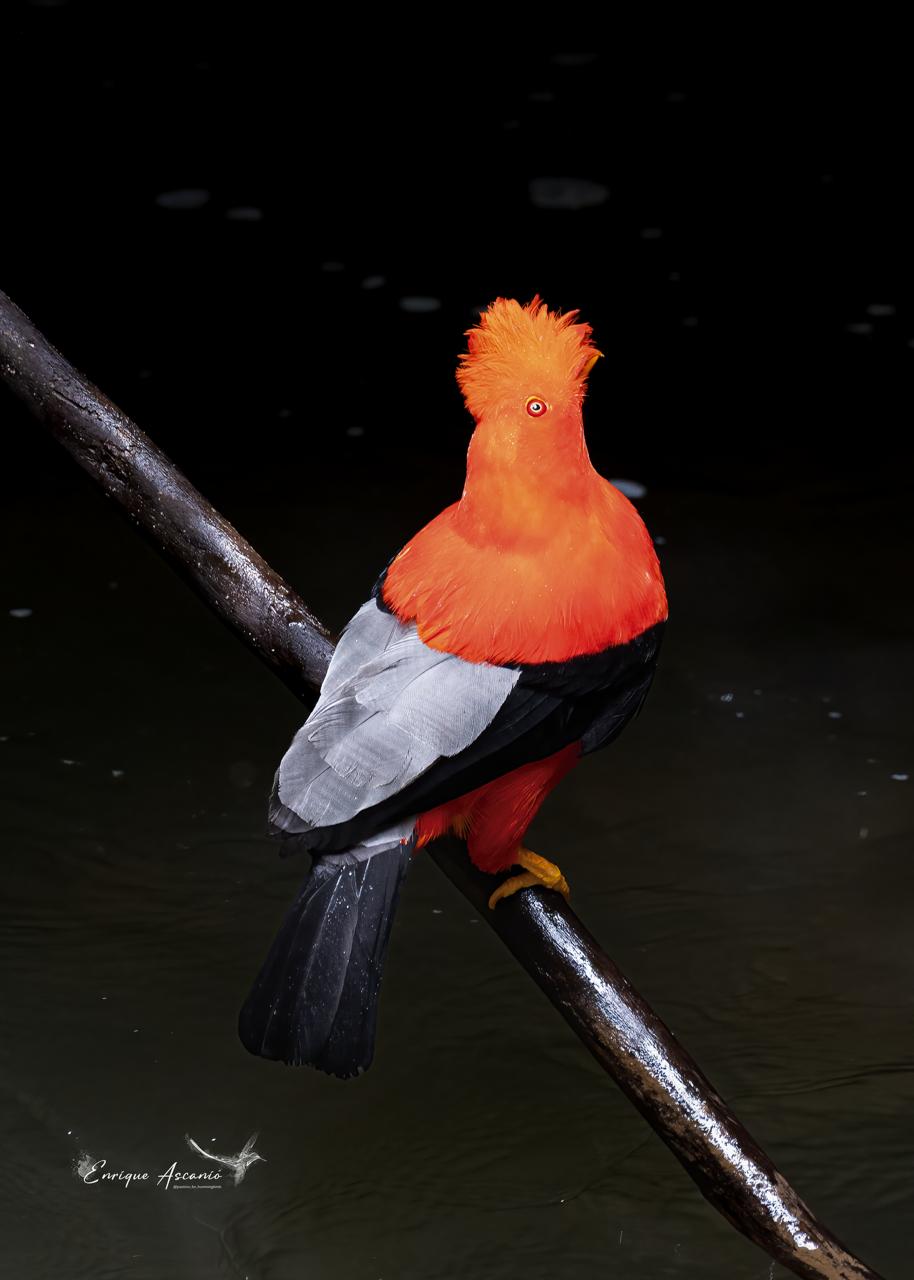Peruvian Cock-of-the-Rock (Rupicola peruvianus)