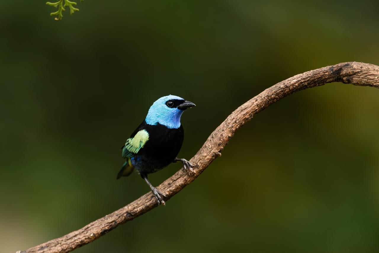 Blue-headed Tanager (Stilpnia cyanicollis)