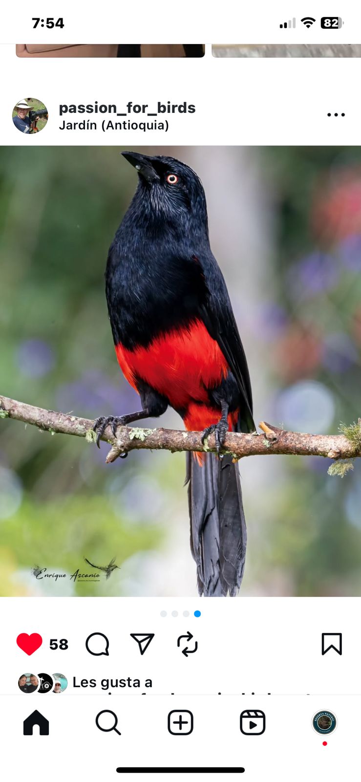 Red-bellied Chango (Hypopyrrhus pyrohypogaster)