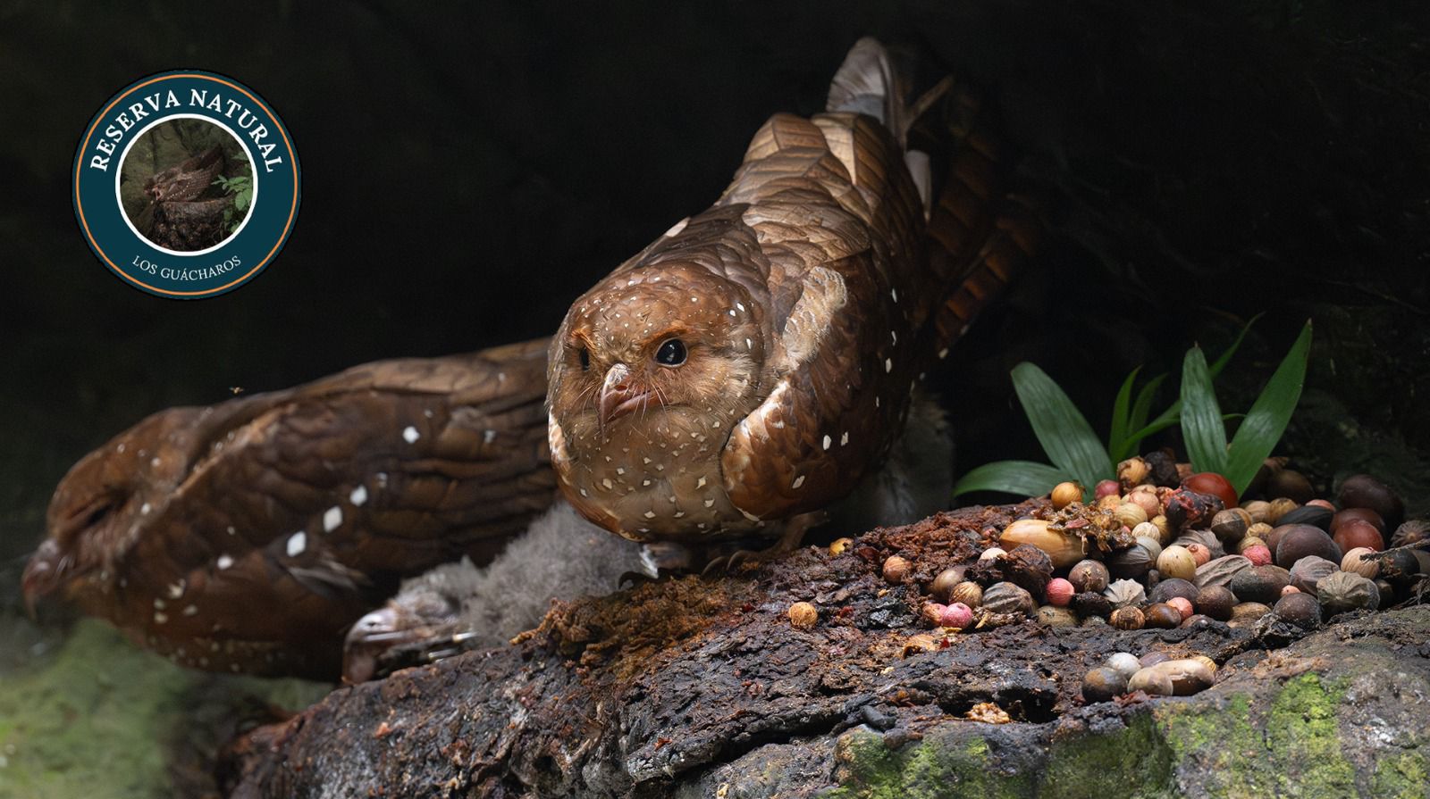 Oilbird (Steatornis caripensis)
