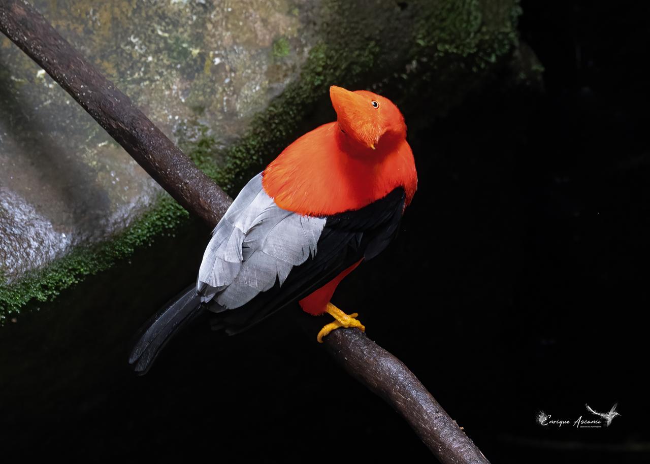 Peruvian Cock-of-the-Rock (Rupicola peruvianus)