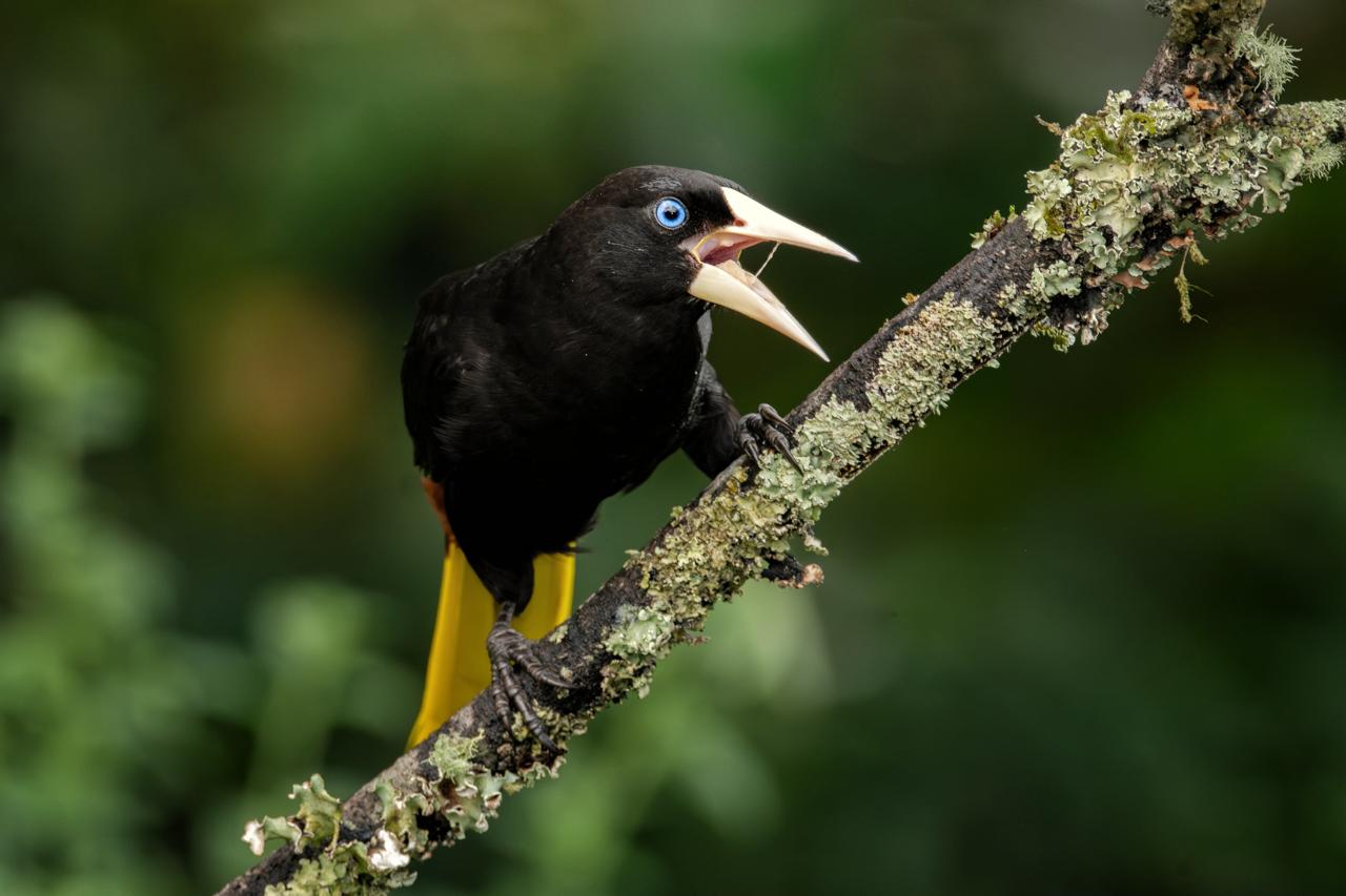 Crested Parrot (Psarocolius decumanus)