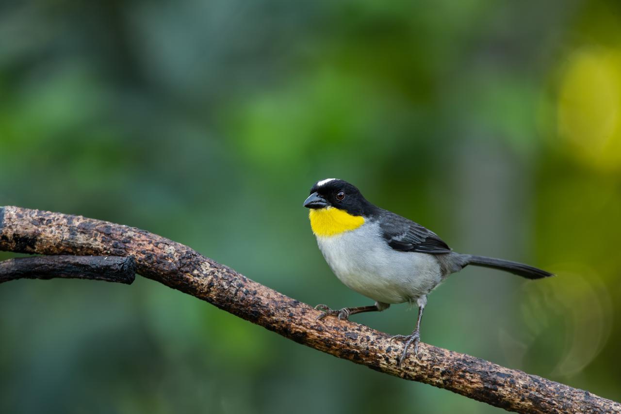 Yellow-throated Chlorospingus / Chlorospingus flavigularis