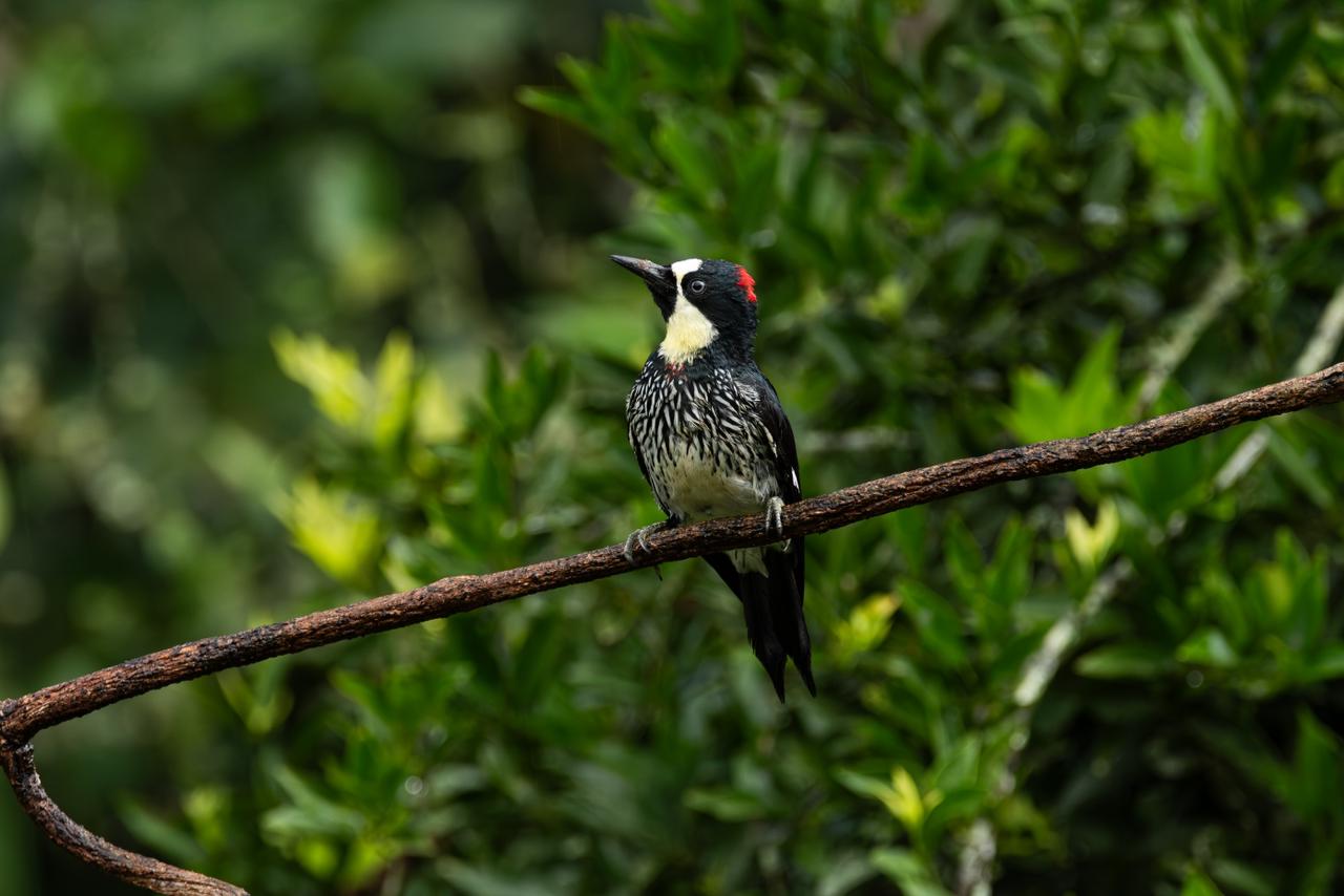 Black-capped Chickadee / Melanerpes rubricapillus