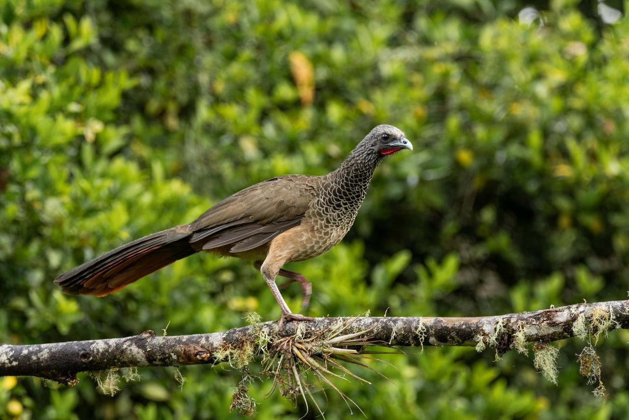 Guacharaca colombiana / Ortalis columbiana