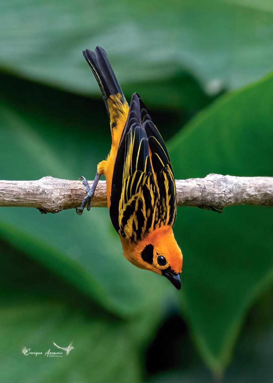 Golden Tanager (Tangara arthus)
