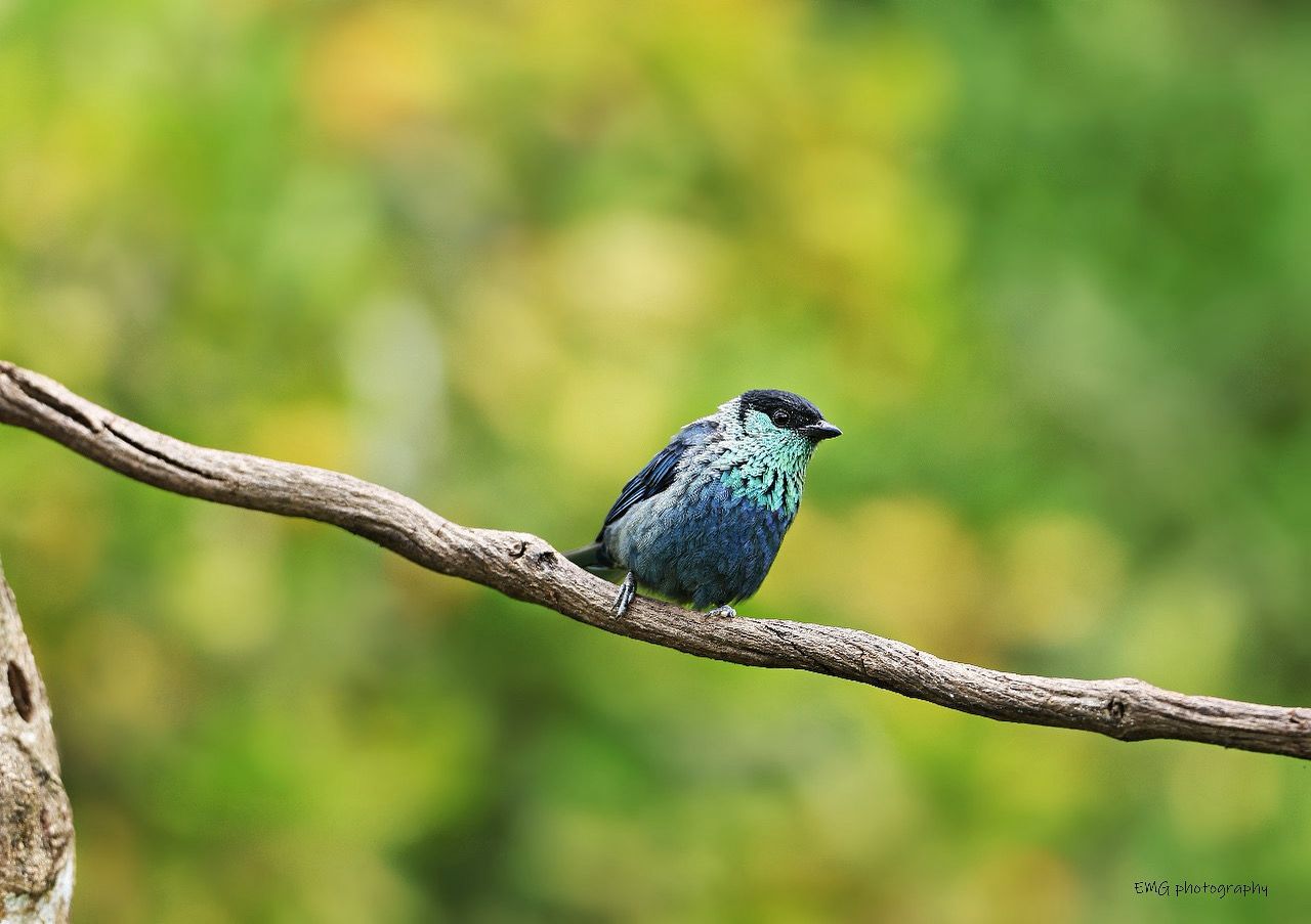Tangara Coroninegra (Stilpnia heinei)