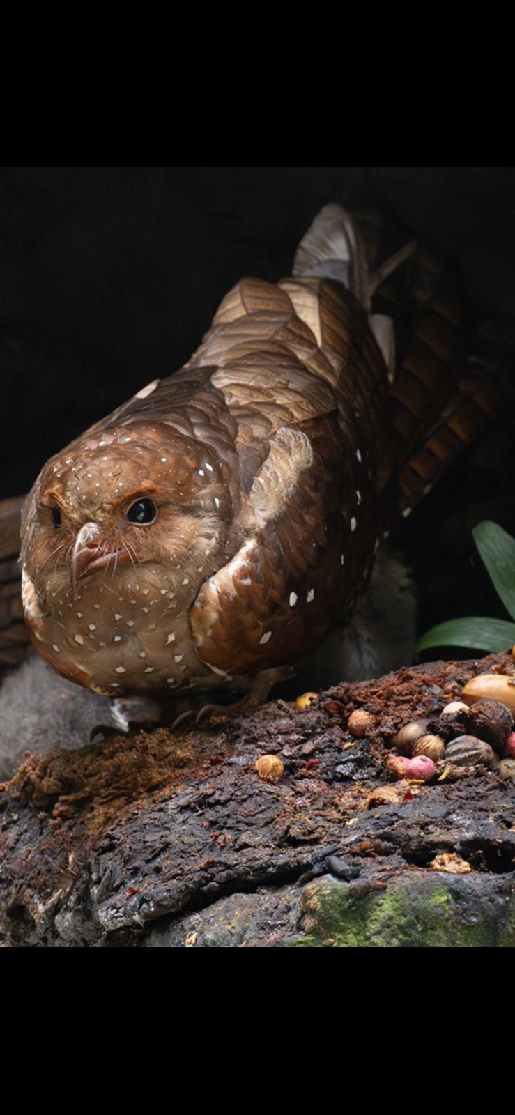 Oilbird (Steatornis caripensis)