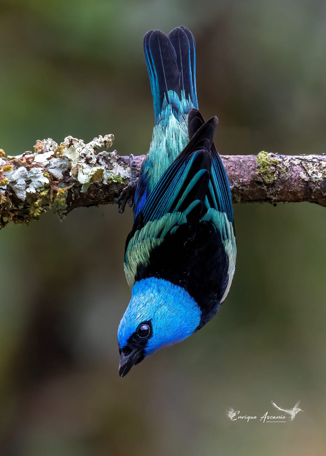 Blue-headed Tanager (Stilpnia cyanicollis)