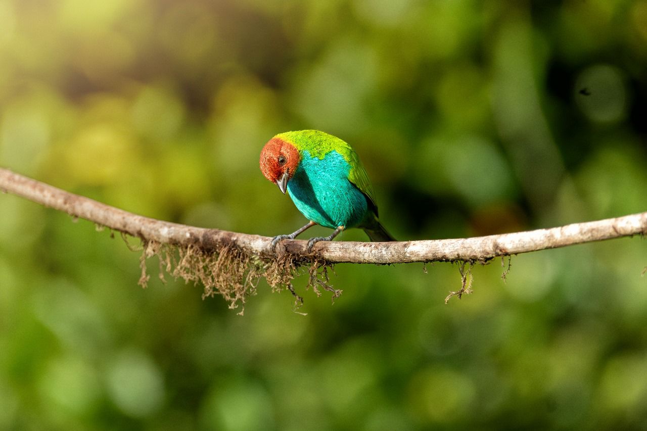 Red-headed Tanager / Tangara gyrola