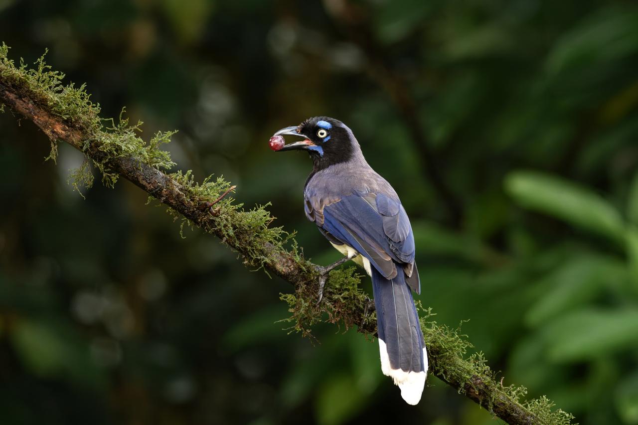 Black-capped Blue Jay (Cyanocorax affinis)