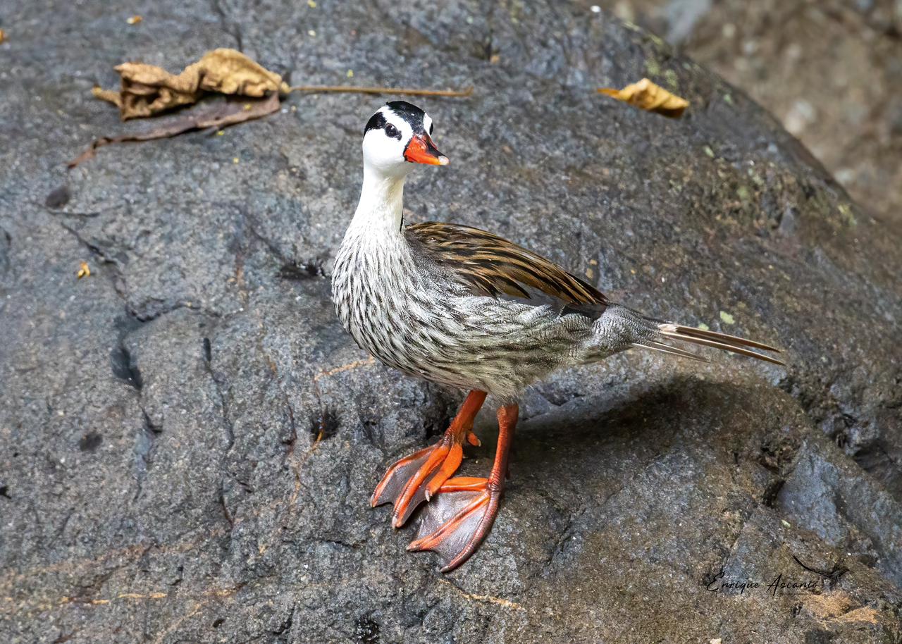 Duck Torrentero - (Armed Merganetta)