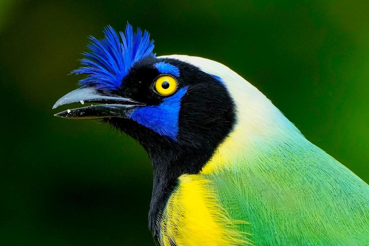 Green Jay (Cyanocorax yncas)