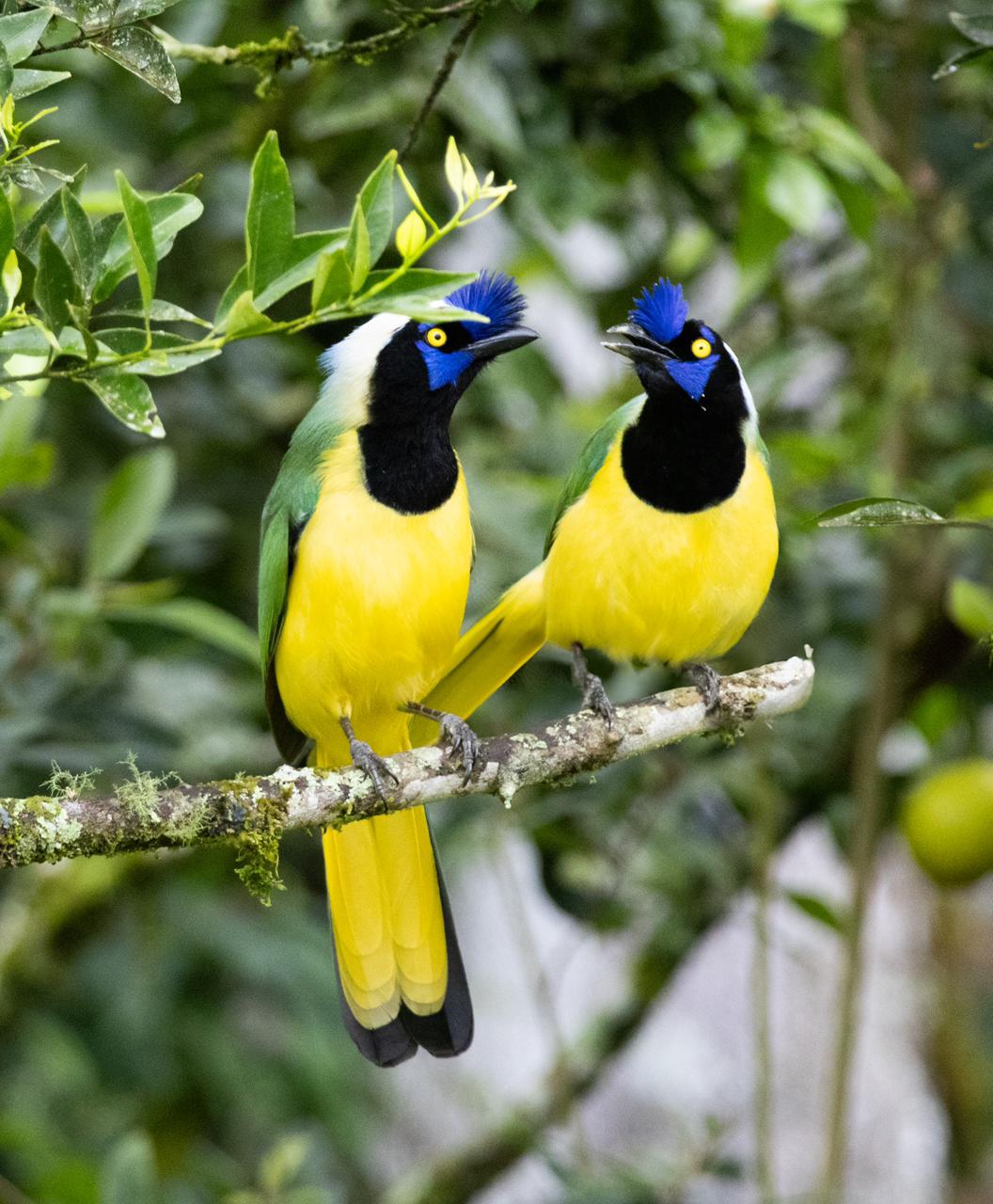 Green Jay (Cyanocorax yncas)