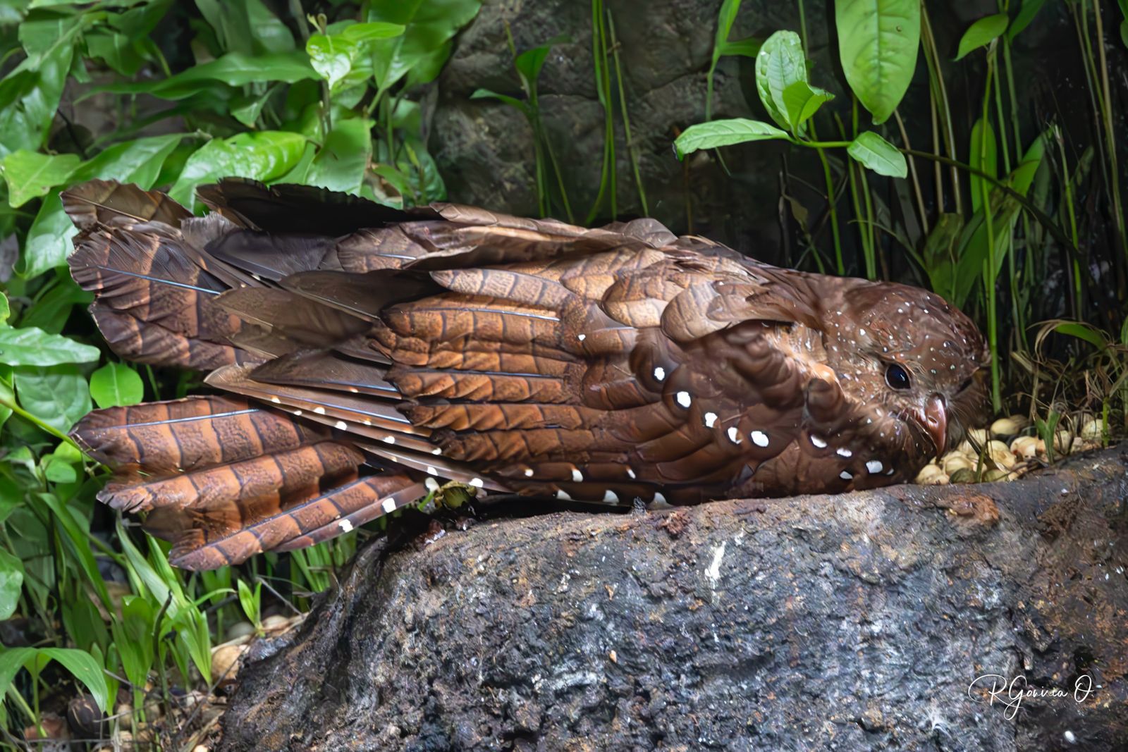 Guácharo (Steatornis caripensis)