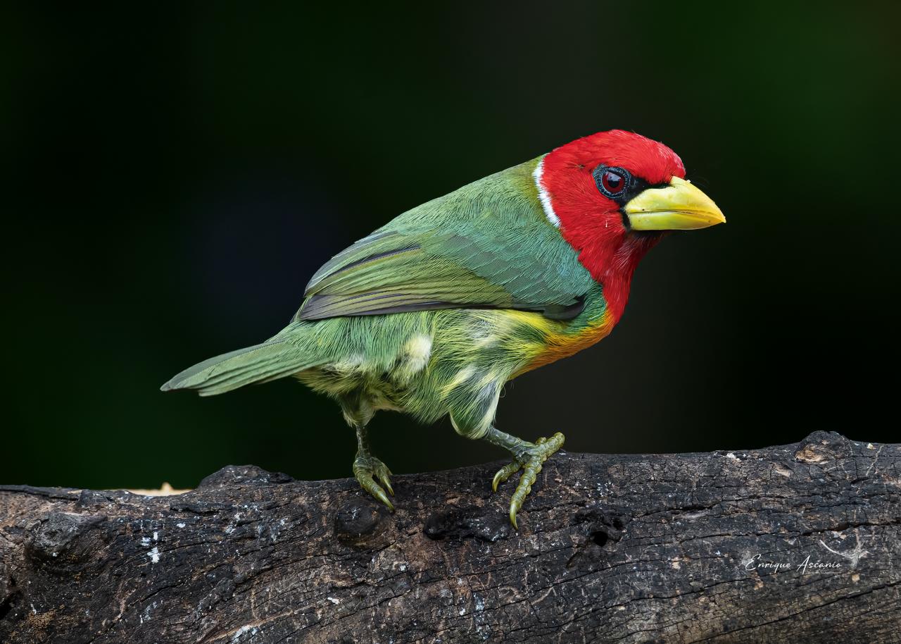 Cabezón Cabecirrojo (Eubucco bourcierii)