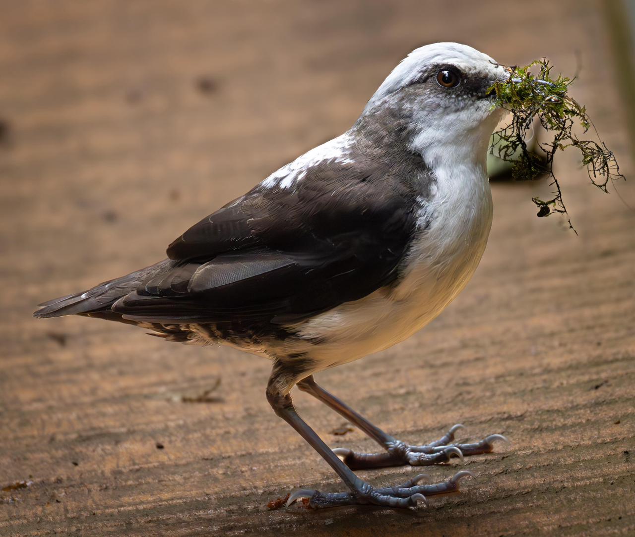 White-capped Dipper (Cinclus leucocephalus)