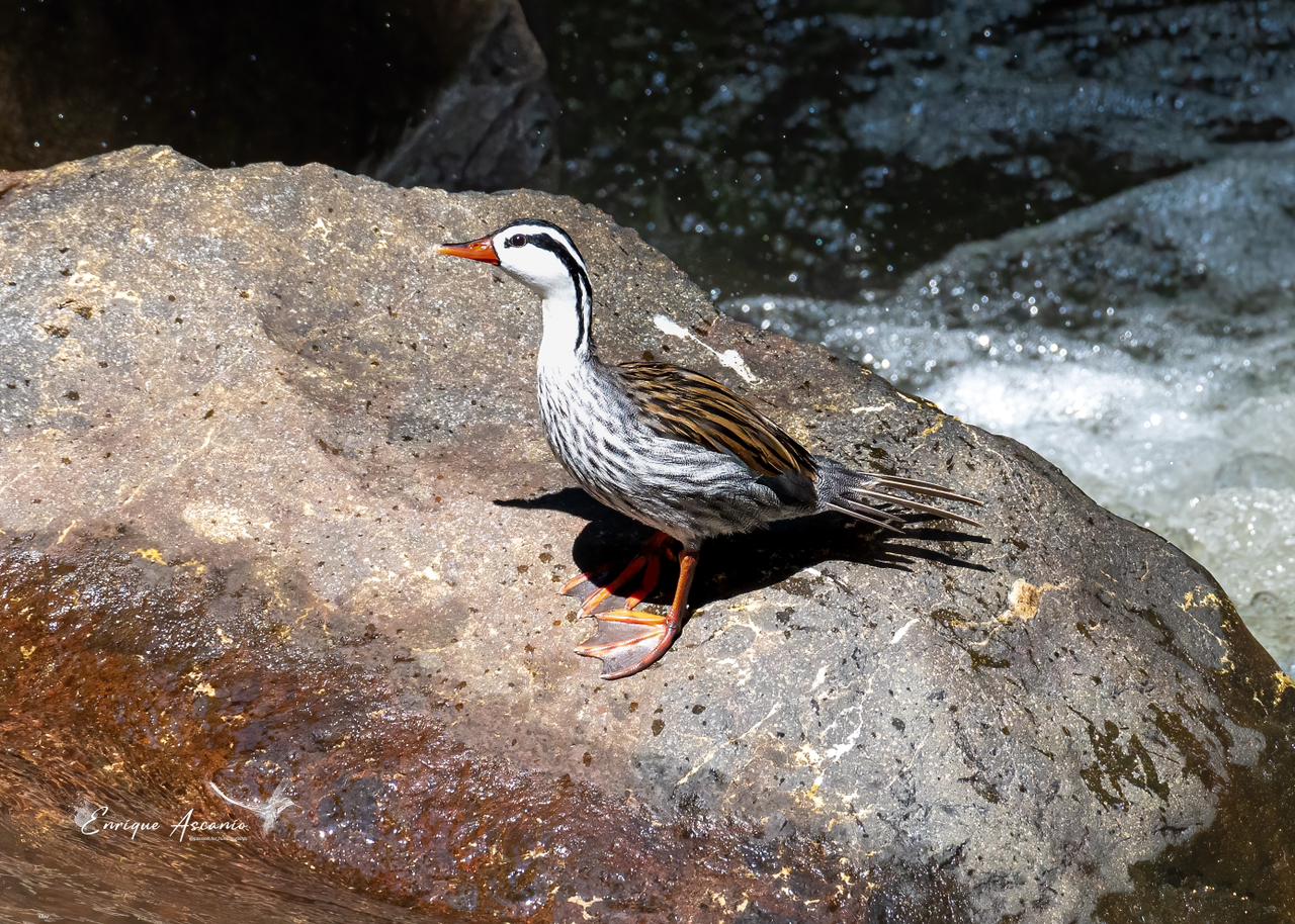 Pato Torrentero (Merganetta armata)