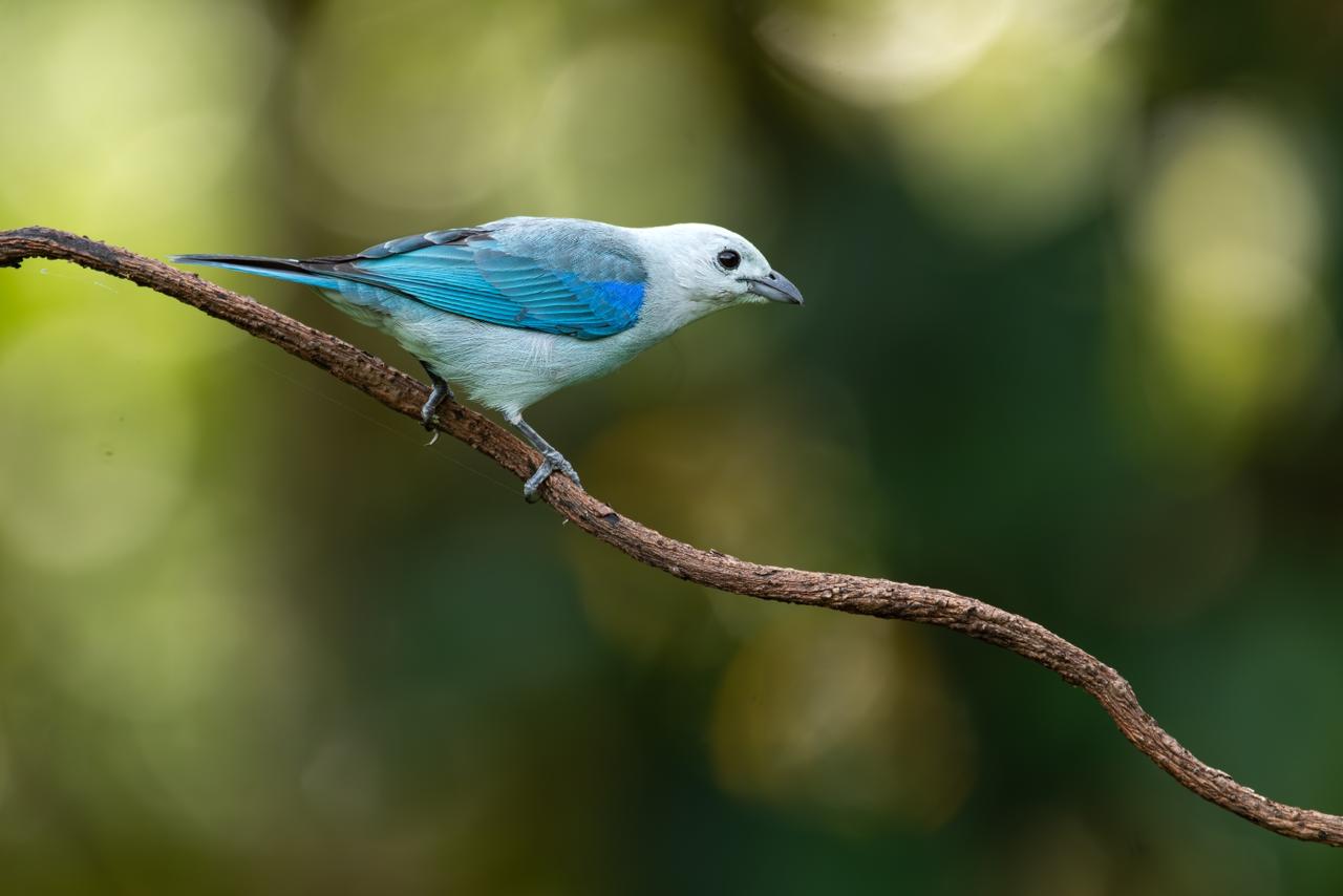 Azulejo / Thraupis episcopus
