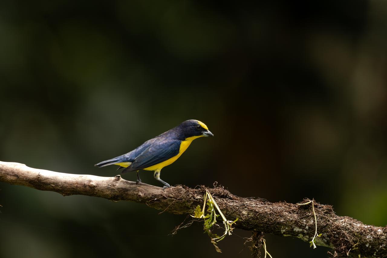 Rothschild's Tanager / Bangsia rothschildi