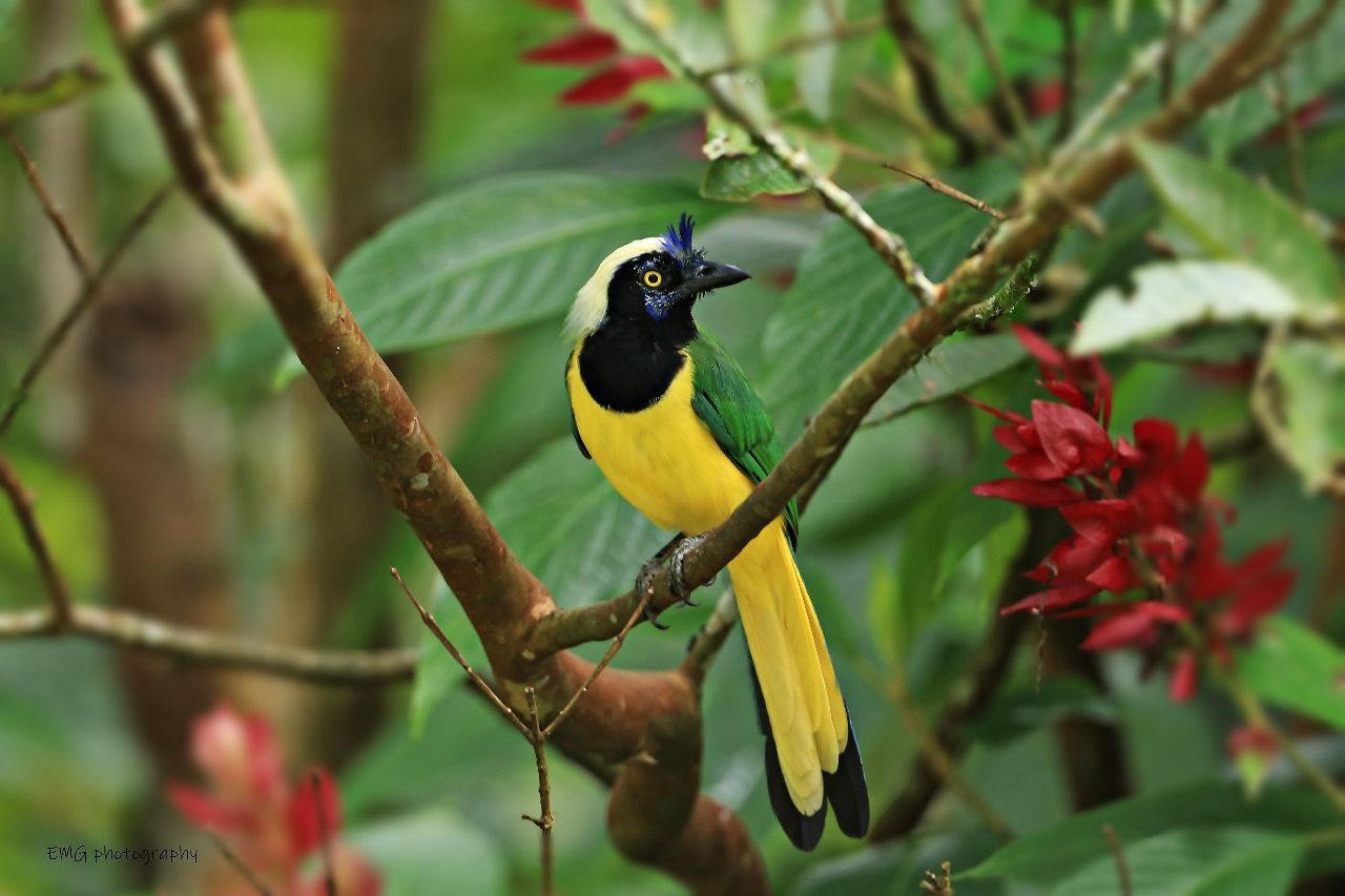 Chara Verde (Cyanocorax yncas)