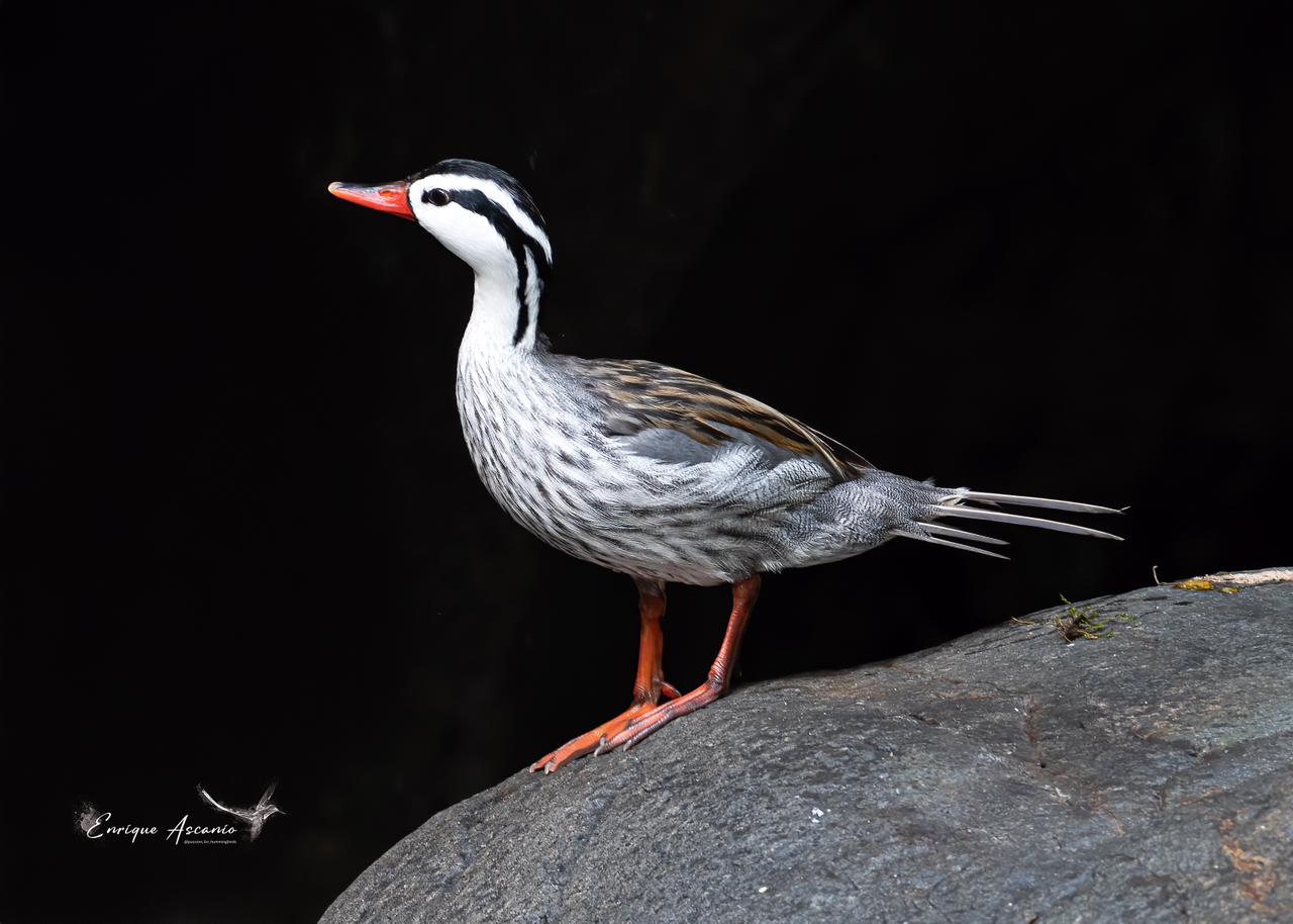 Pato Torrentero (Merganetta armata)