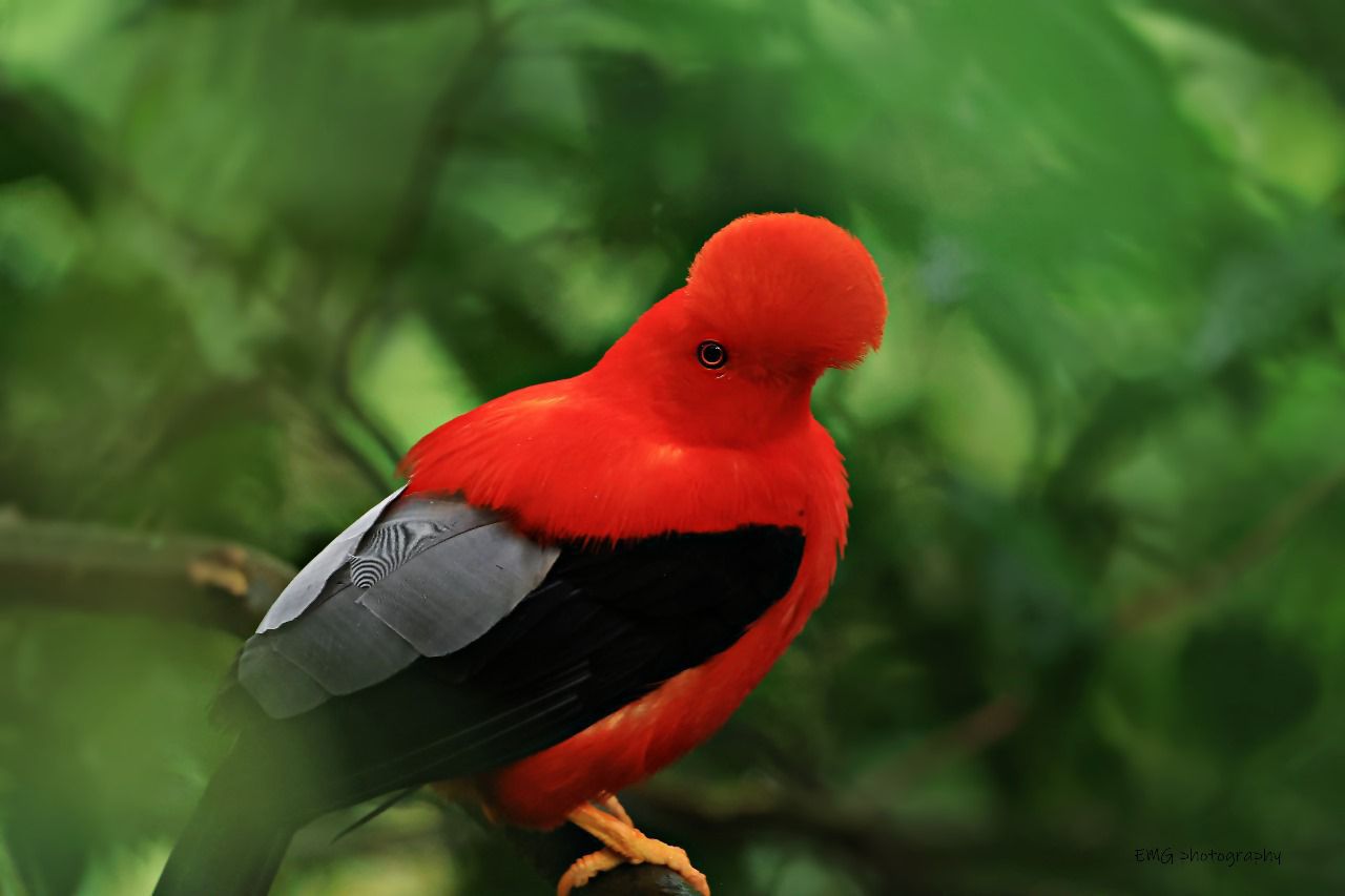 Gallito de las Rocas Peruano (Rupicola peruvianus)