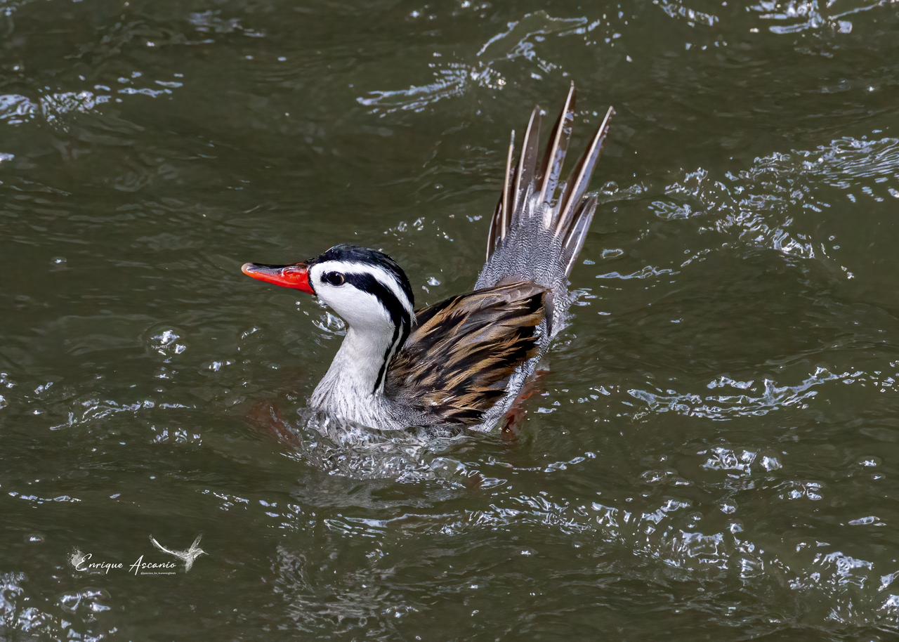 Pato Torrentero (Merganetta armata)