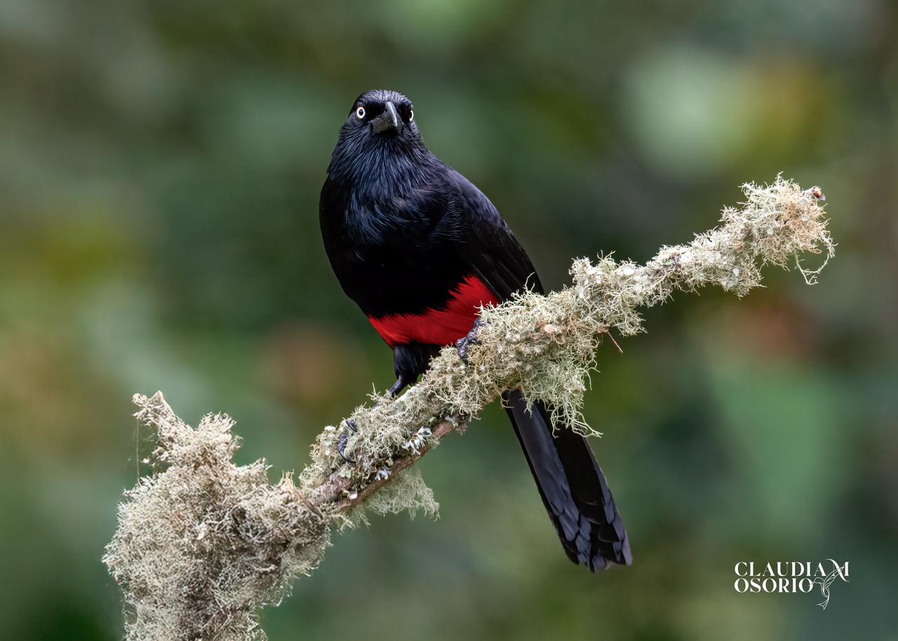 Chango Ventrirrojo (Hypopyrrhus pyrohypogaster)