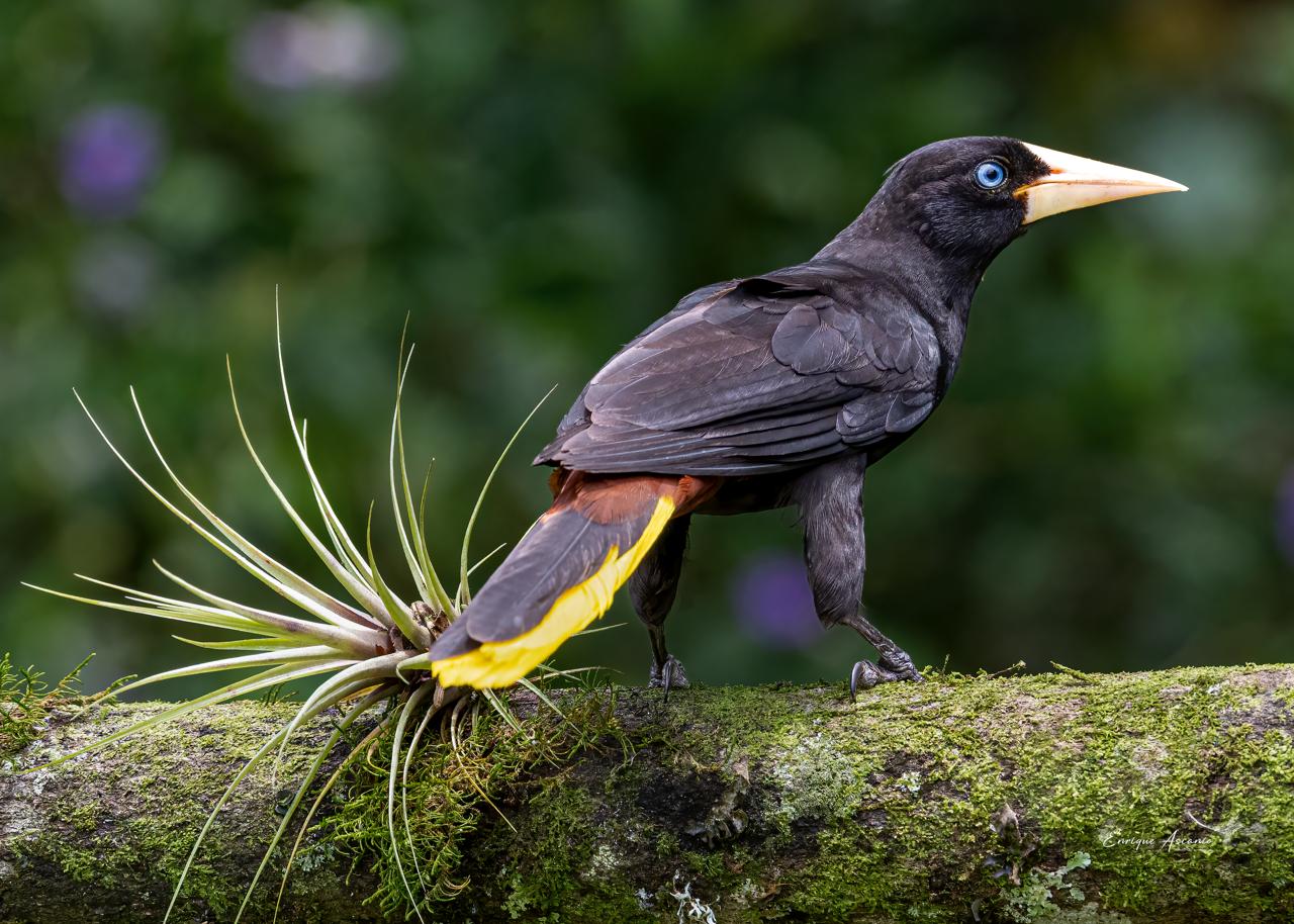 Crested Parrot (Psarocolius decumanus)