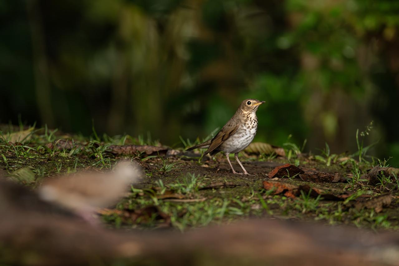 Mountain Thrush / Turdus serranus