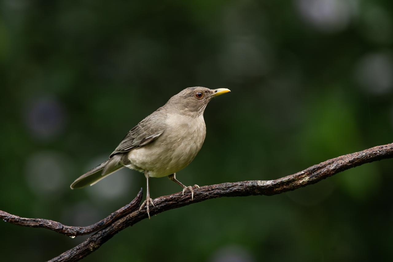 Orange-cheeked Thrush / Turdus fuscater